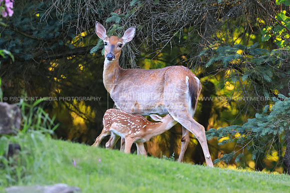 PA Whitetail