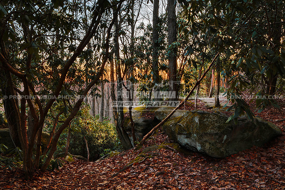 Cook Forest
