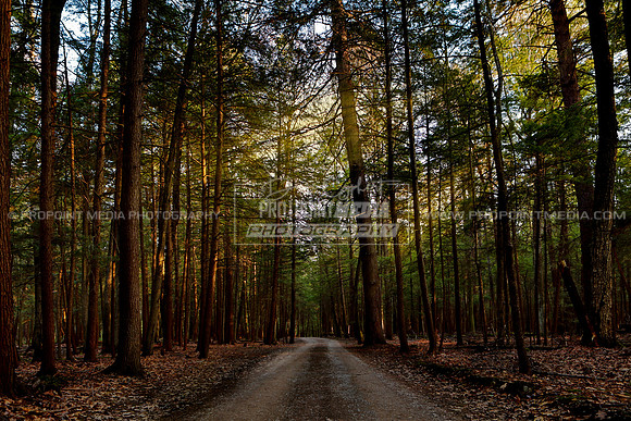 Cook Forest