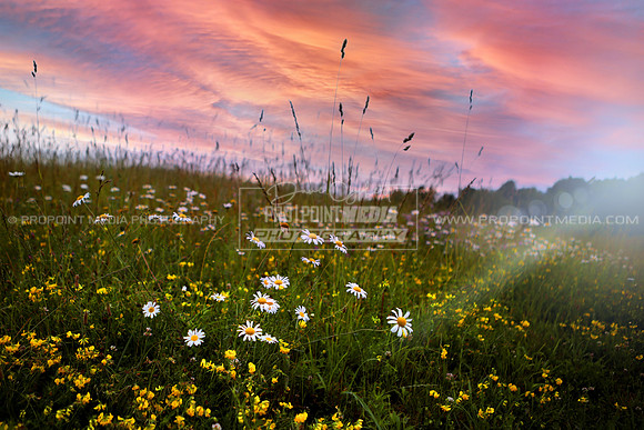Summer Wildflower Sunrise