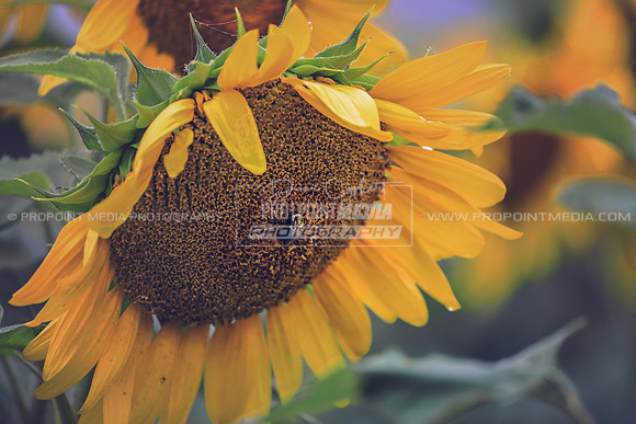 Late summer at Sunny B's