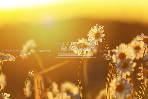 Daisy Sunrise