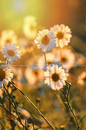 Daisy Sunrise