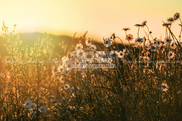 Early Summer Sunrise