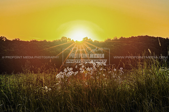 Early Summer Sunrise