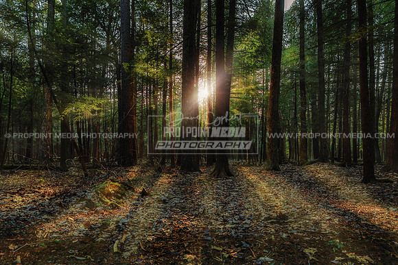 Cook Forest-Firetower Rd
