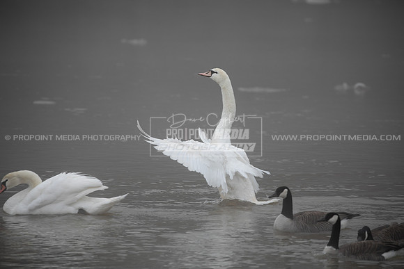 1D4A2019