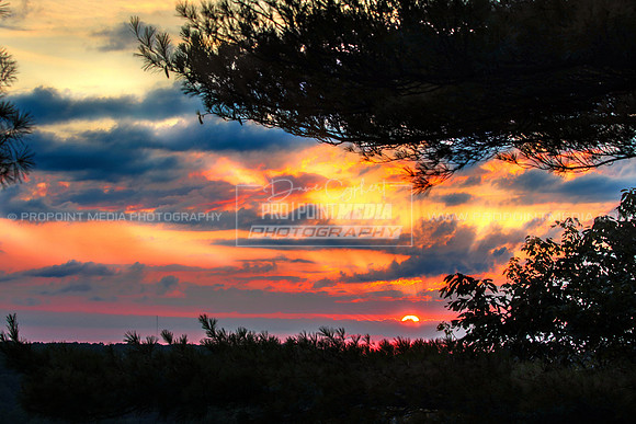 Seneca Point-Cook Forest