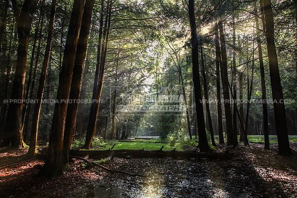 Cook Forest