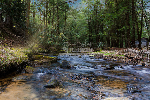 Cook Forest