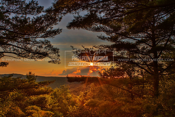 Seneca Point-Cook Forest