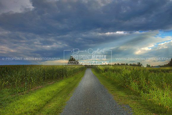 Corn Fields in Clarion