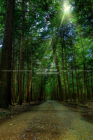 Fire Tower Road | Cook Forest