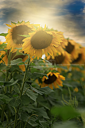 Sunny B's
