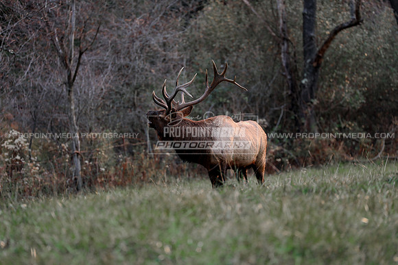 Bull Elk-Benezette, PA