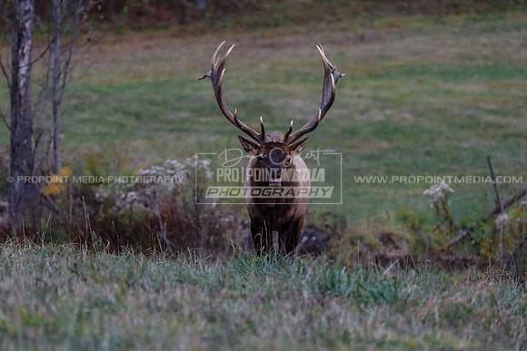 Bull Elk-Benezette, PA