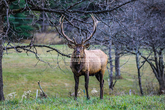 Bull Elk-Benezette, PA