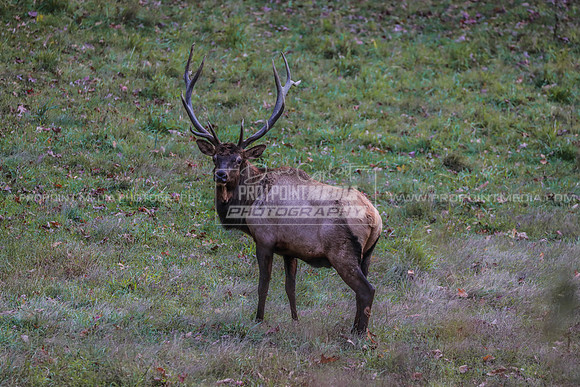 Bull Elk-Benezette, PA