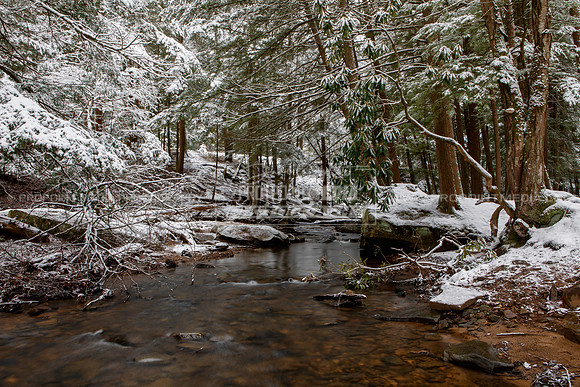 Cook Forest | Toms Run