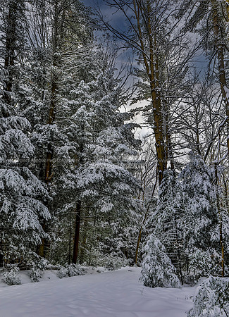 Cook Forest-Fire Tower Rd.