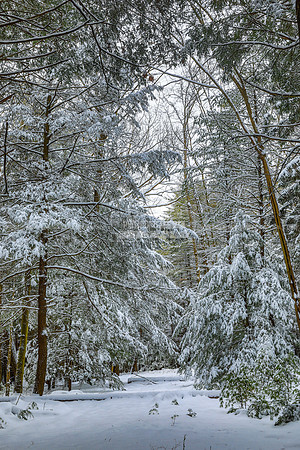 Cook Forest-Firetower Rd.