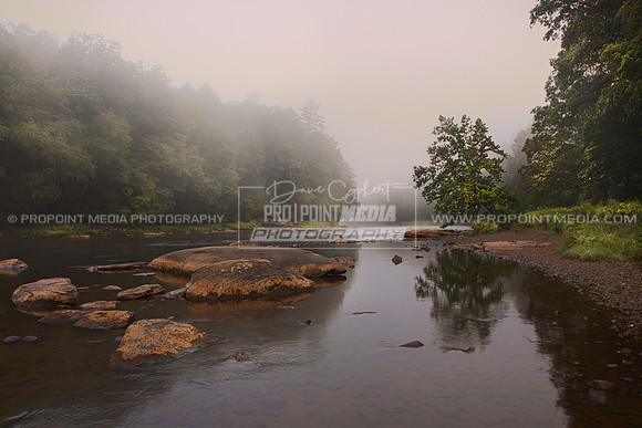 Cook Forest Dawning